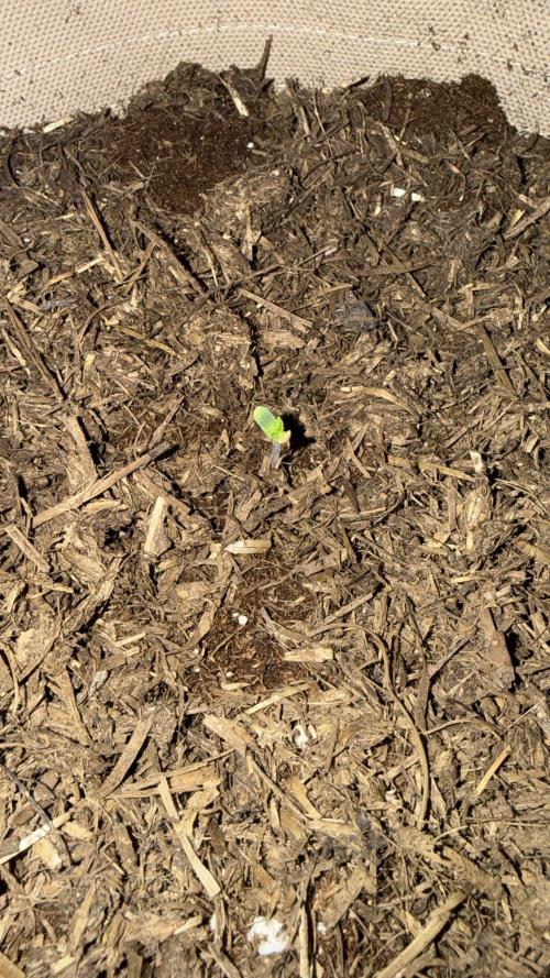 Kannabia. Week 1 - 9.1.2026