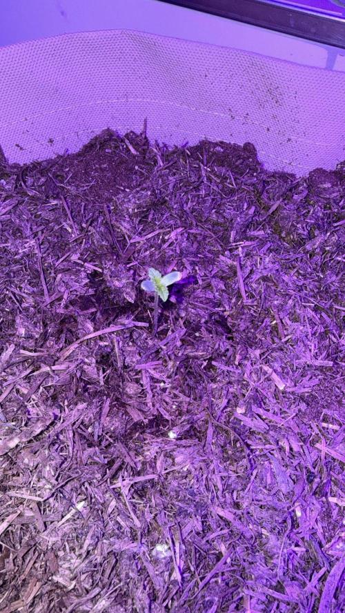 Kannabia. Week 1 - 11.1.2026