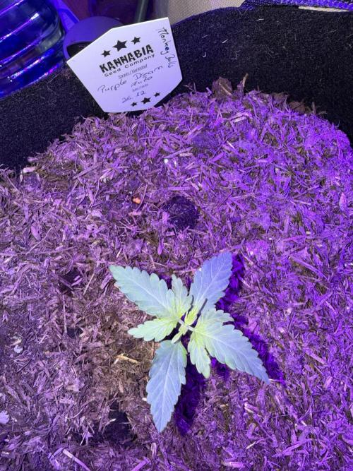 Kannabia. Week 2 - 13.1.2026