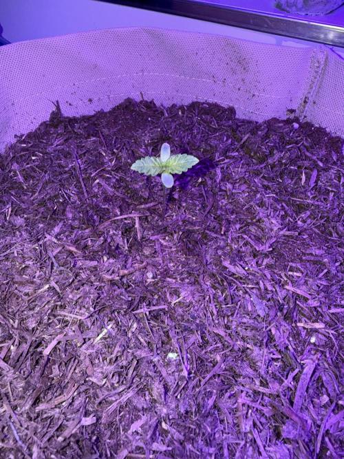 Kannabia. Week 1 - 13.1.2026