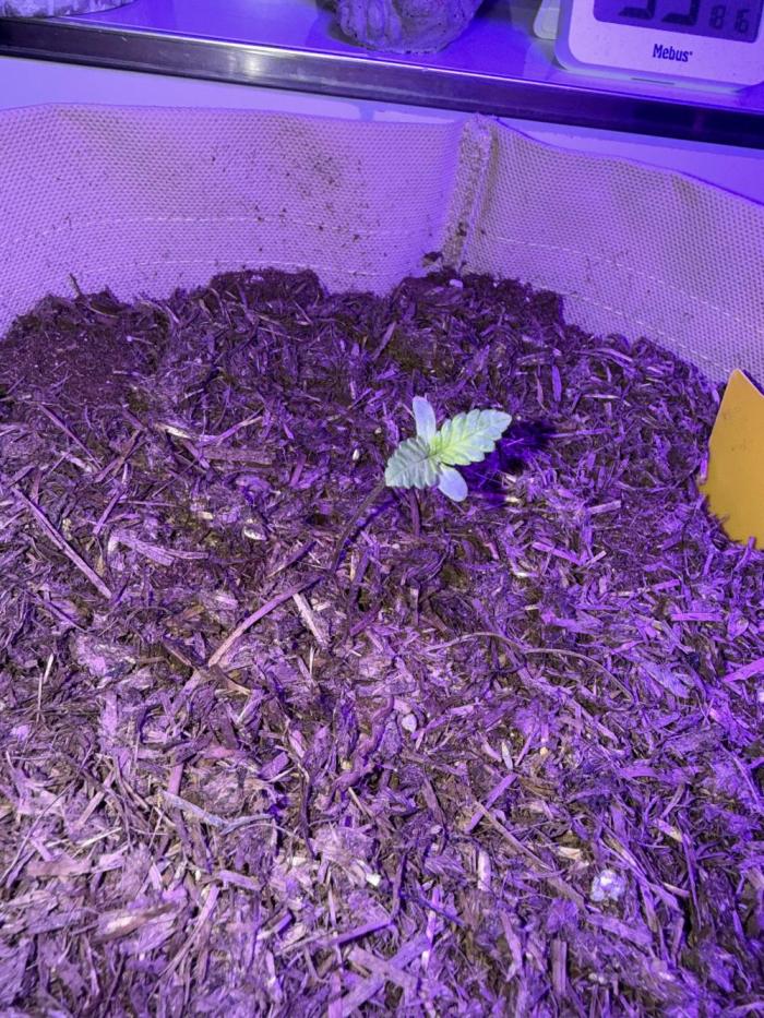 Kannabia. Week 2 - 13.1.2026