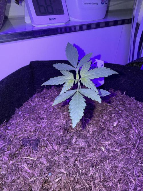 Kannabia. Week 3 - 18.1.2026