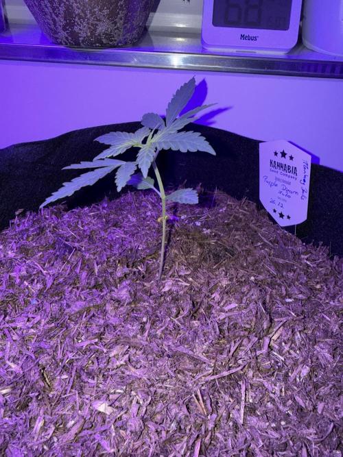 Kannabia. Week 3 - 18.1.2026