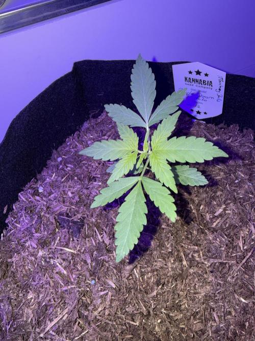Kannabia. Week 3 - 18.1.2026