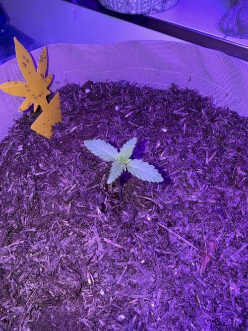 Kannabia. Week 3 - 21.1.2026