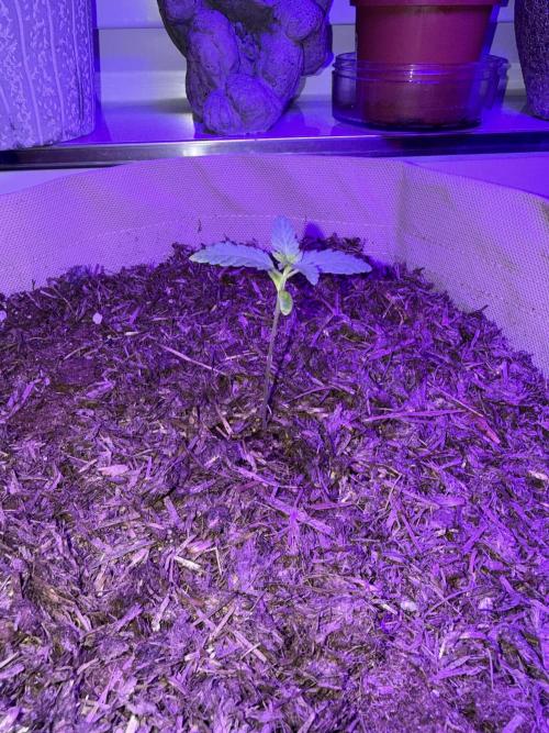 Kannabia. Week 3 - 21.1.2026