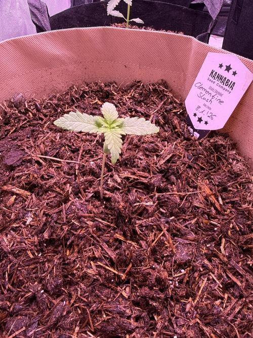 Kannabia. Week 3 - 23.1.2026