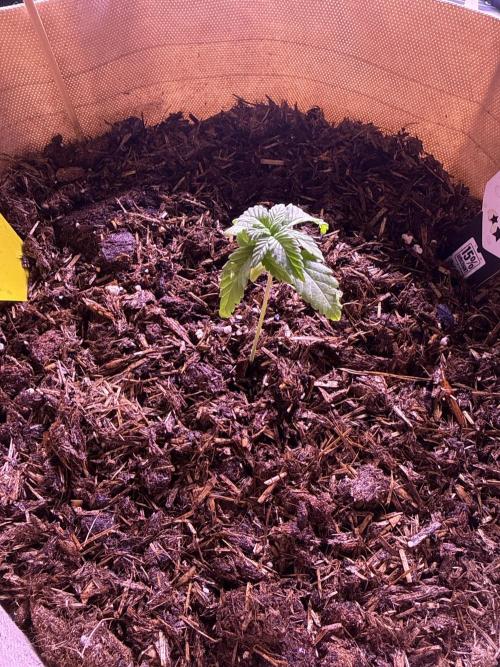 Kannabia. Week 3 - 31.1.2026