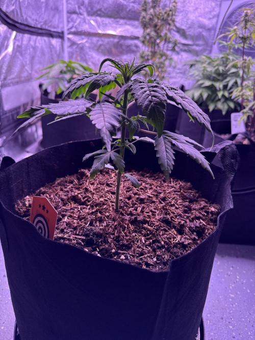 Kannabia. Week 4 - 31.1.2026