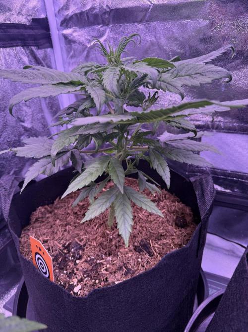 Kannabia. Week 5 - 5.2.2026