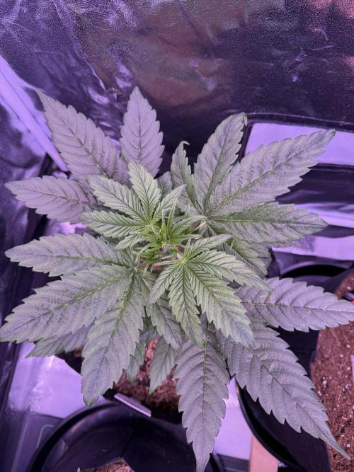 Kannabia. Week 5 - 5.2.2026