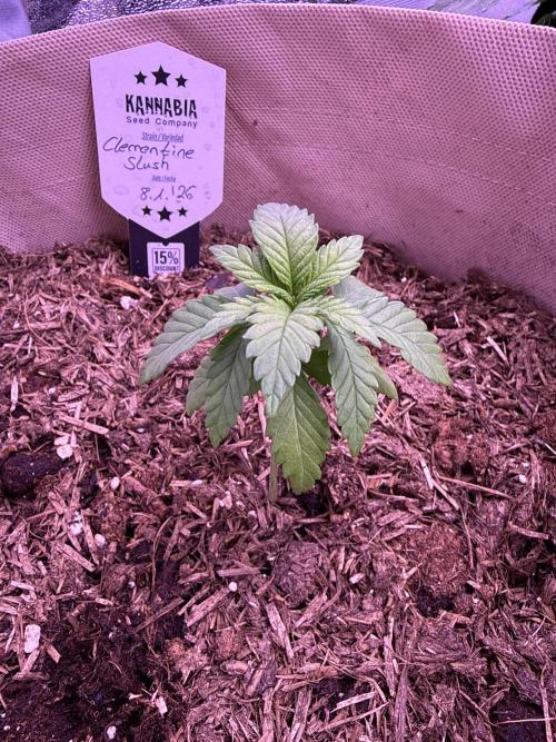 Kannabia. Week 4 - 5.2.2026