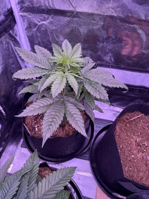 Kannabia. Week 5 - 7.2.2026