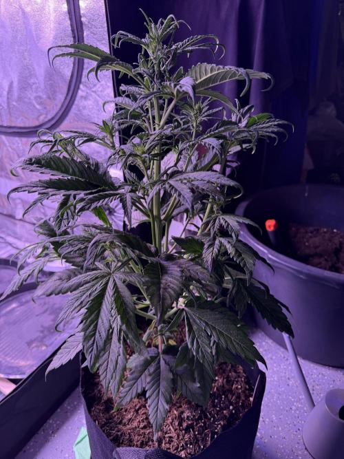 Kannabia. Week 6 - 13.2.2026