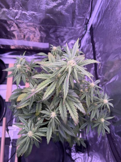 Kannabia. Week 8