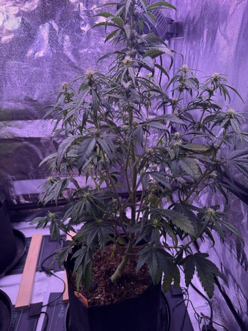Kannabia. Week 8
