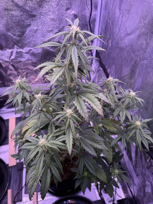 Purple Dream Auto. Week 8