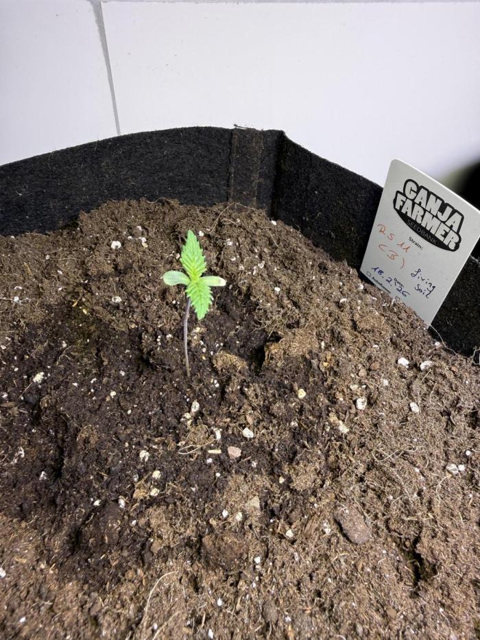 Ganja Farmer RS11 (B). Week 0 - 23.2.2026