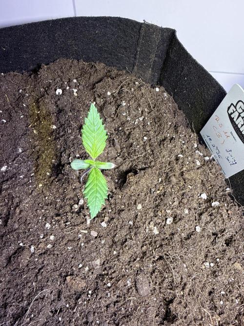 Ganja Farmer RS11 (B). Week 0 - 25.2