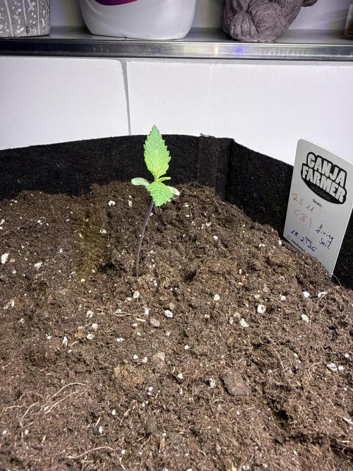 Ganja Farmer RS11 (B). Week 0 - 25.2