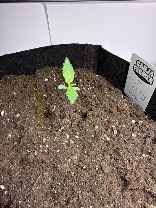 Ganja Farmer RS11 (B). Week 1 - 25.2