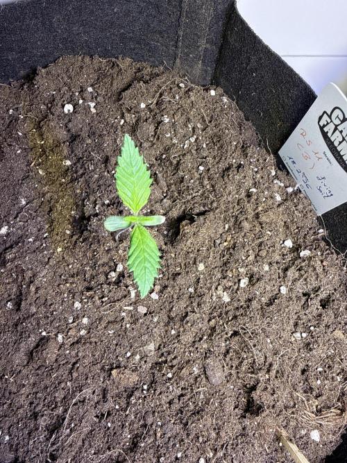 Ganja Farmer RS11 (B). Week 1 - 25.2