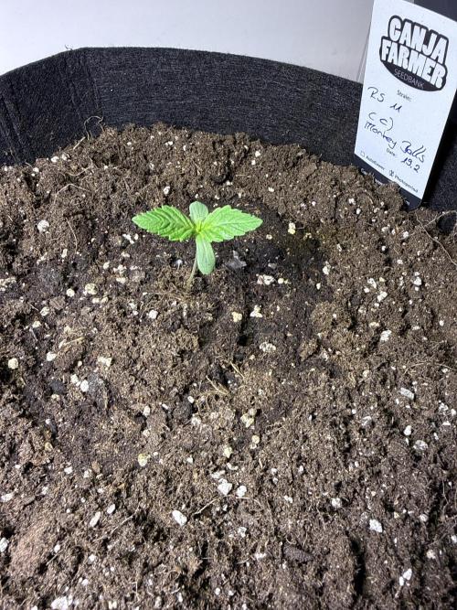 Ganja Farmer RS11 (C). Week 1 - 25.2