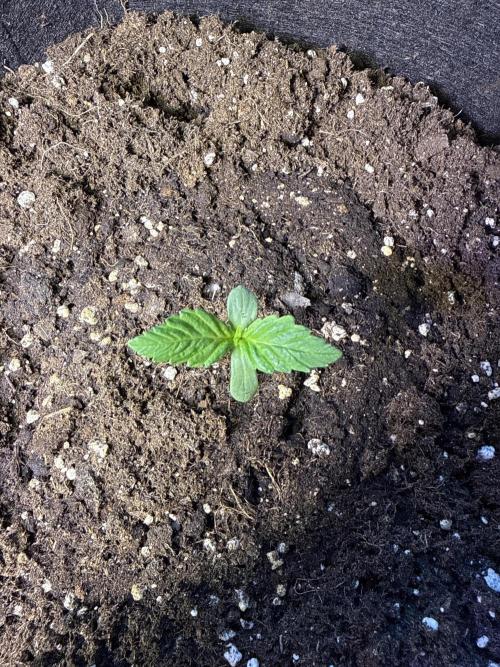 Ganja Farmer RS11 (C). Week 1 - 25.2