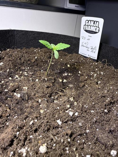 Ganja Farmer RS11 (C). Week 1 - 25.2