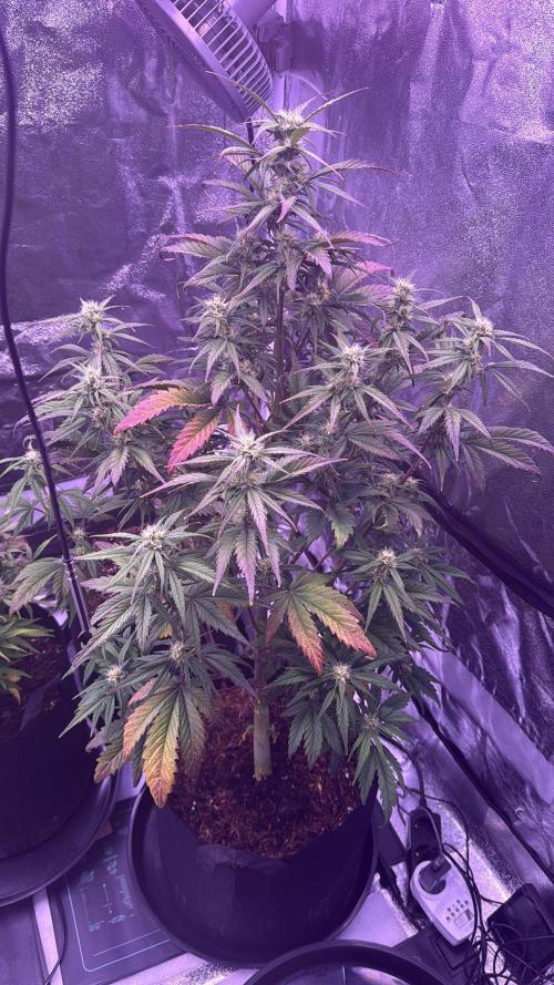 Kannabia. Week 9 - 27.2