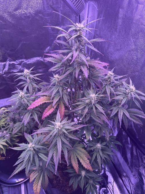 Kannabia. Week 9 - 27.2