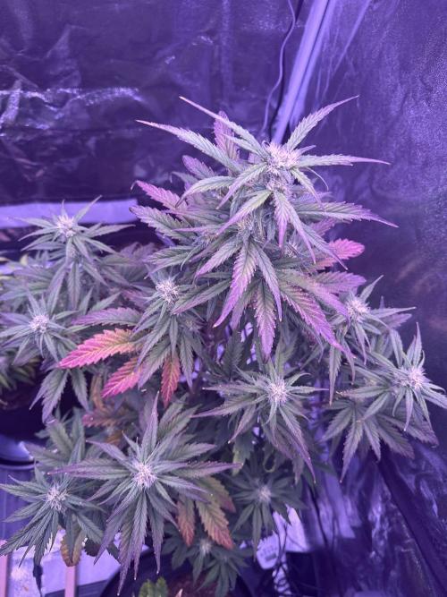 Purple Dream Auto. Week 9