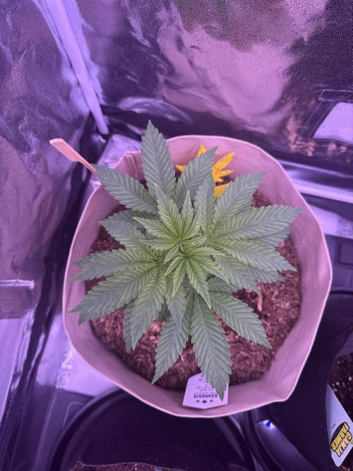 Clementine Slush. Week 5
