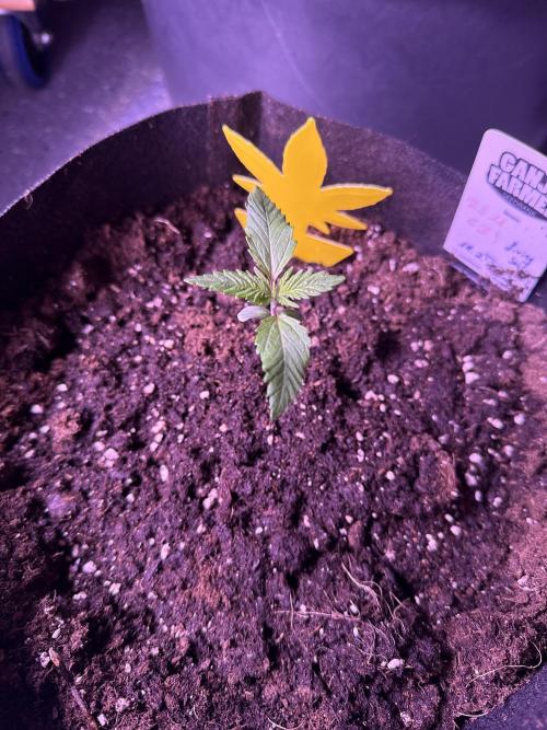 Ganja Farmer RS11 (B). Week 2 - 1.3.25