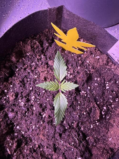 Ganja Farmer RS11 (B). Week 2 - 1.3.25
