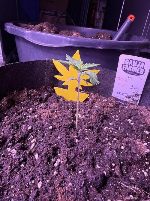 Ganja Farmer RS11 (B). Week 2 - 1.3.25