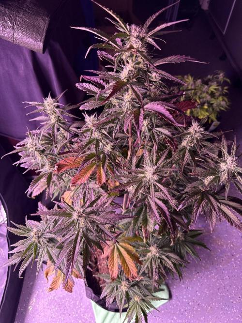 Kannabia. Week 9 - 1.3
