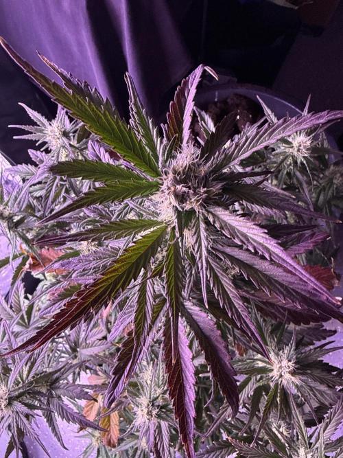 Purple Dream Auto. Week 9
