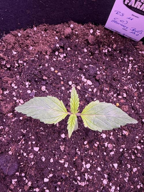 Ganja Farmer RS11 (C). Week 2 - 1.3