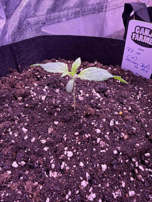 Ganja Farmer RS11 (C). Week 2 - 1.3