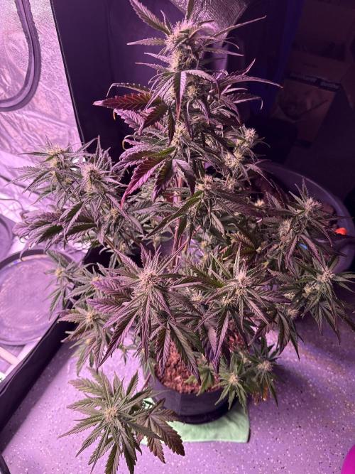 Purple Dream Auto. Week 9