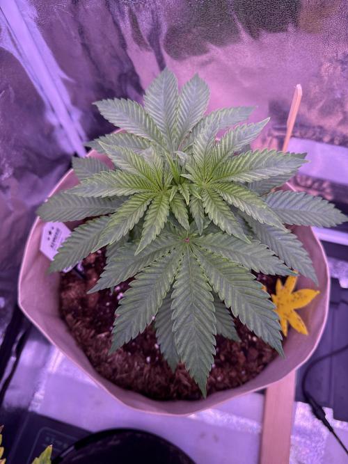 Clementine Slush. Week 6
