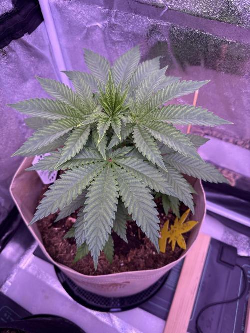 Clementine Slush. Week 6