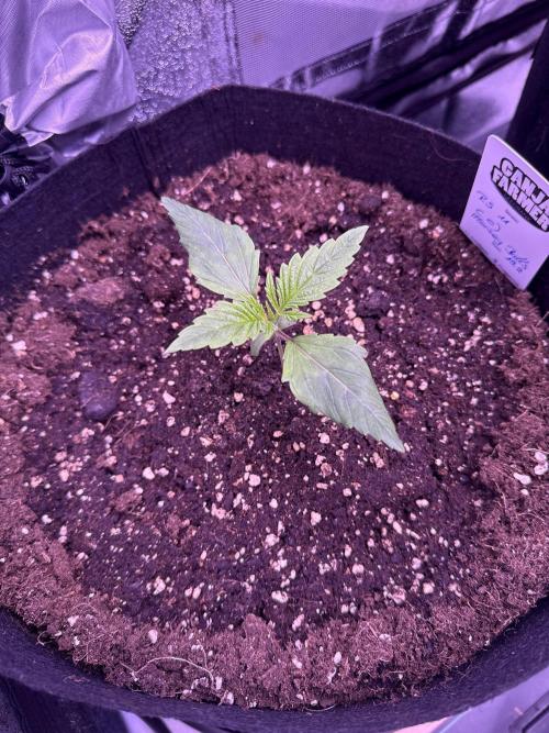 Ganja Farmer RS11 (C). Week 2 - 3.3