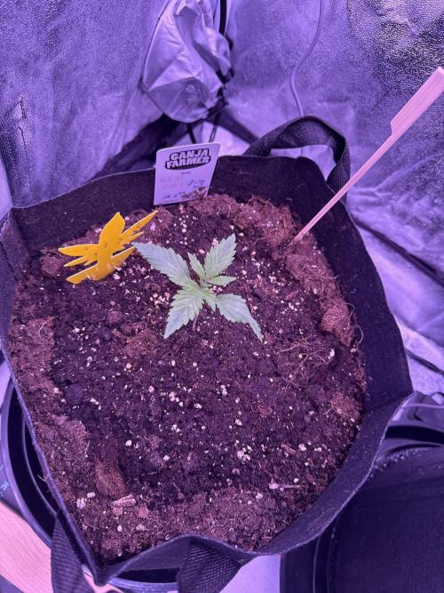 Ganja Farmer RS11 (B). Week 2 - 3.3
