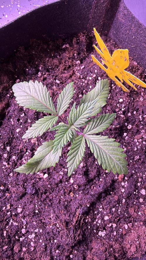 Ganja Farmer RS11 (B). Week 2 - 8.3