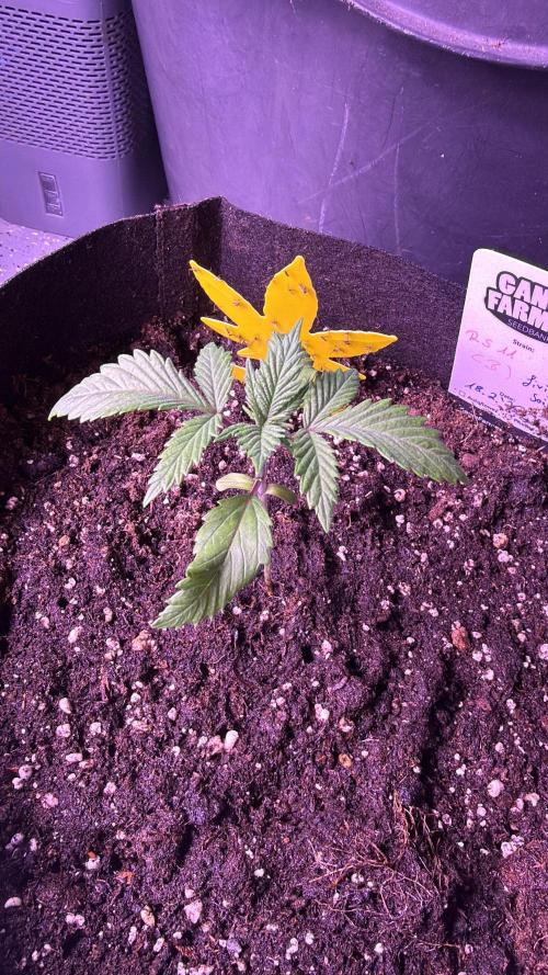 Ganja Farmer RS11 (B). Week 2 - 8.3
