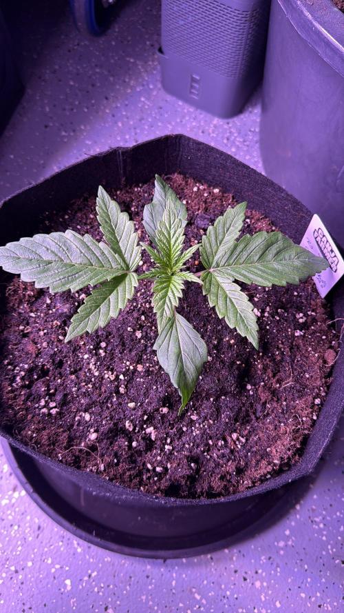 Ganja Farmer RS11 (C). Week 2 - 8.3