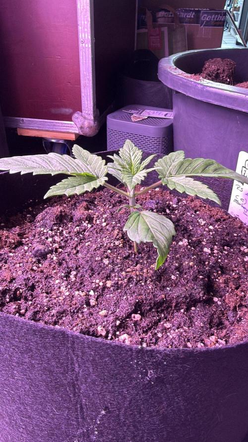Ganja Farmer RS11 (C). Week 2 - 8.3