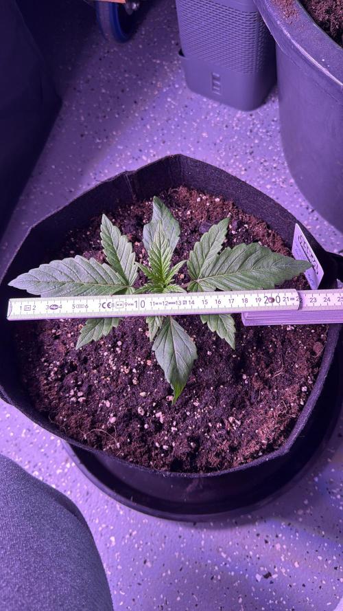 Ganja Farmer RS11 (C). Week 2 - 8.3